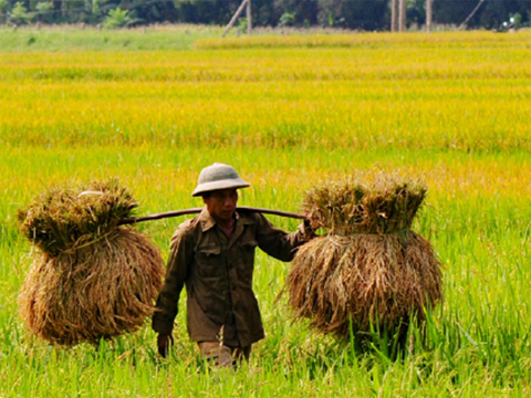 Farmers in the Mekong