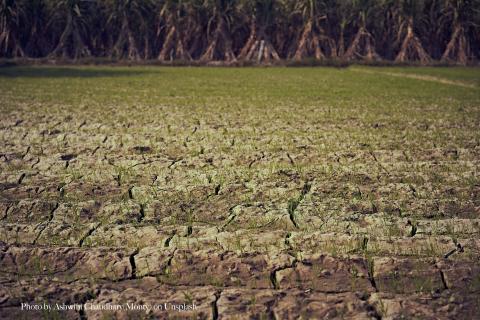 Picture of a semi-dry piece of land, with cracks on the field, with tiny green saplings sprouting