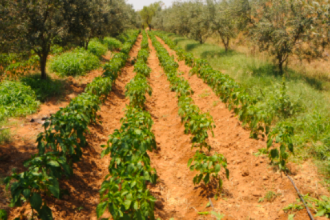 agriculturetunisia