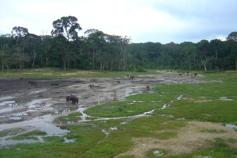 Elephants Congregate in Bais in Central African RepublicPhoto by David Weiner, INCEF