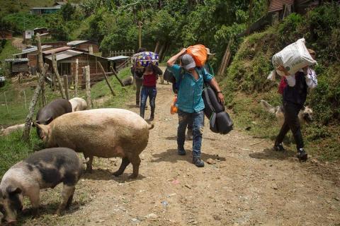 Desplazamiento Iguango Colombia Foto Fredy Henao