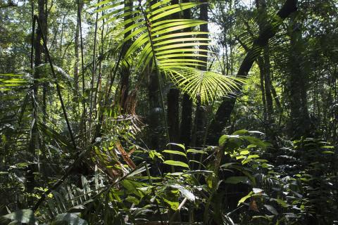 Foto: Molly Bergen/WCS/WWF/WRI/Flickr (CC BY-NC-ND 2.0)