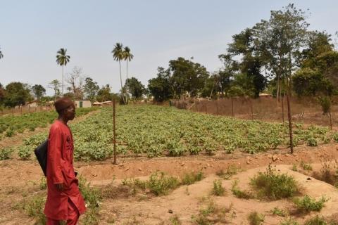 Un agriculteur passe devant une parcelle maraîchère à Bériakoré, région de Kindia, Guinée (Credit: Jérémy Davis/IIED)