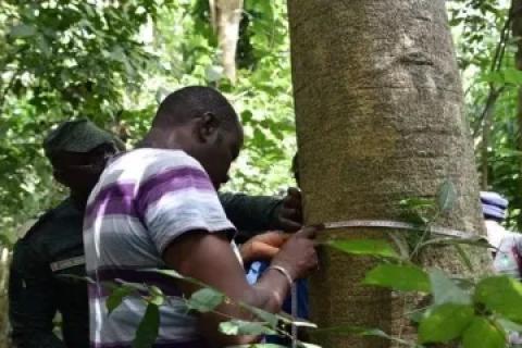 Un participant à l’atelier prend une mesure du diamètre à hauteur de la poitrine d’un arbre dans la 