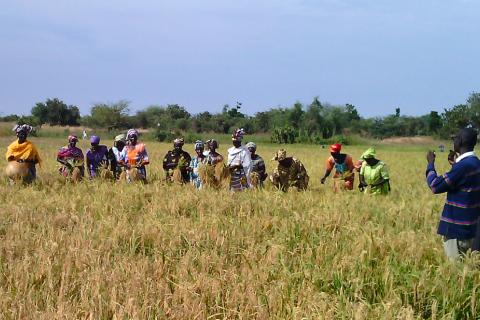 parcelles de riz au sénégal