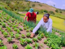 Agricultura familiar y seguridad alimentaria en el perú