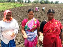 ILRI research with Indian women dairy cooperative on growing forage crops as a cash crop