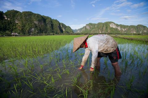 Indonesia rice plantation