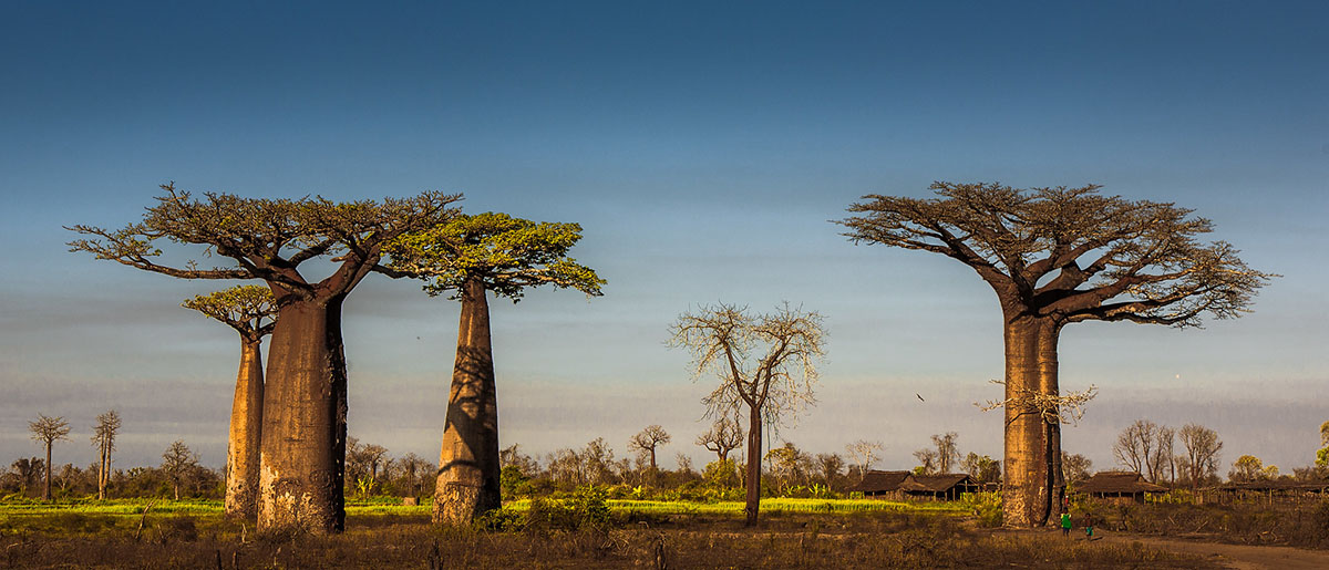 Village with baobabs, photo by Ralph Kranzlein Creative Commons CC BY-NC-ND 2.0