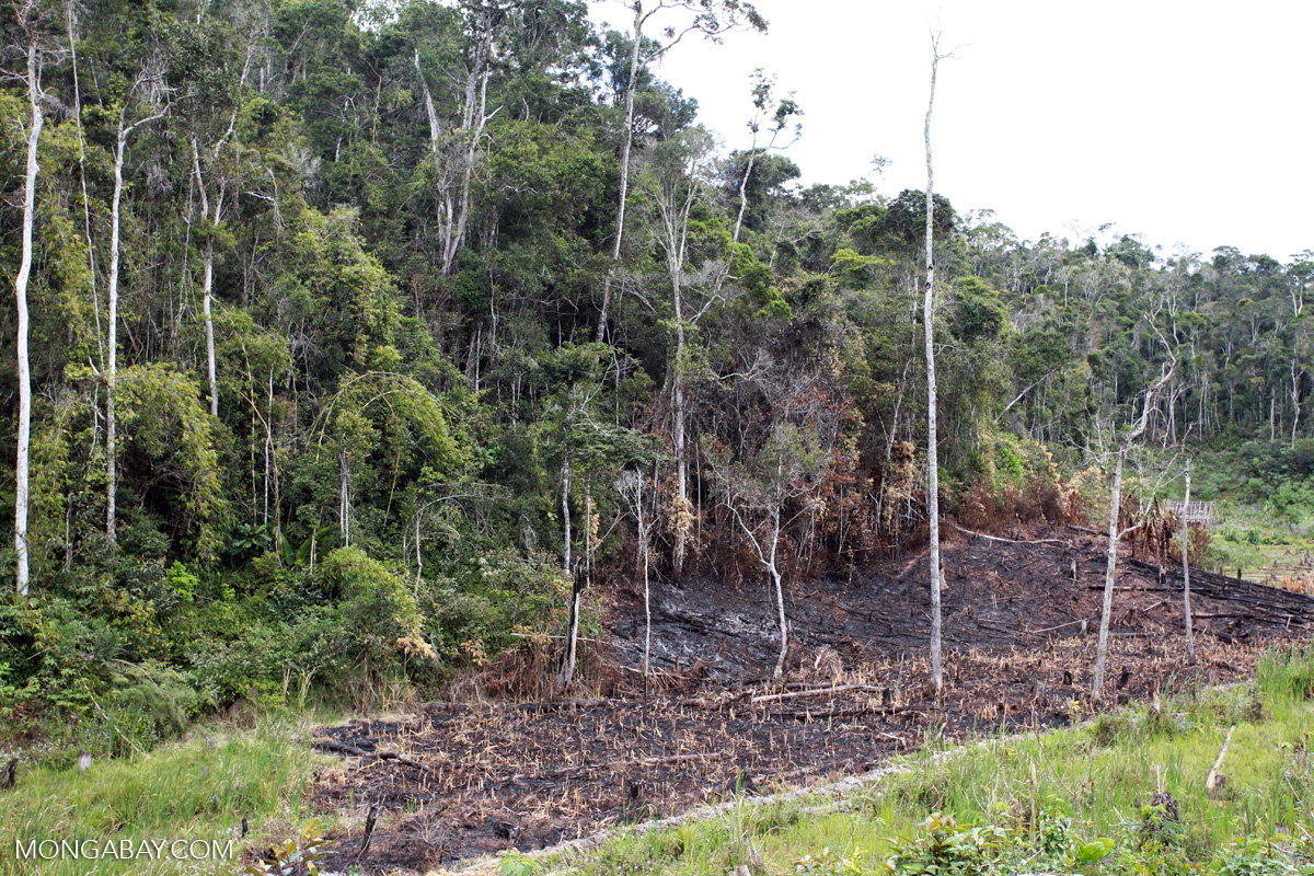 Madagascar_Rhett A Butler Mongabay_CC-BY-NC-ND