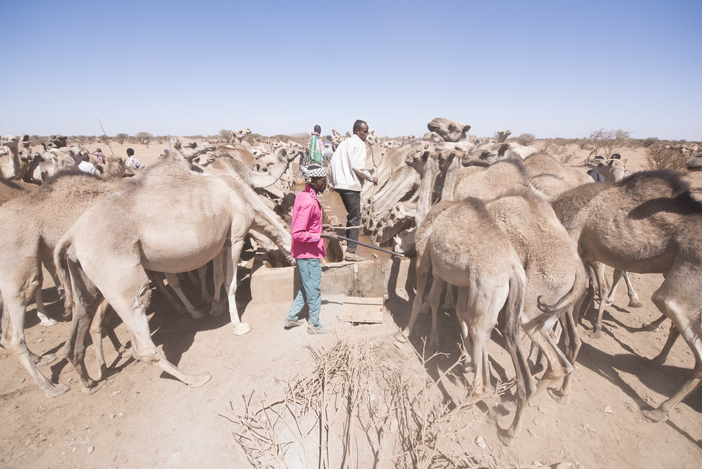 Pastoralists cross boundaries in search of water, photo by UNICEF (CC BY-NC-ND 2.0)