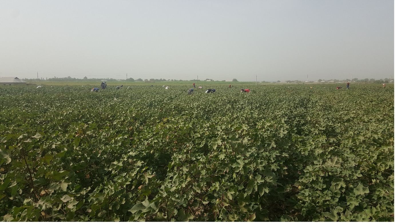 Cotton field during harvesting time, photo by Irna Hofman (all rights reserved)