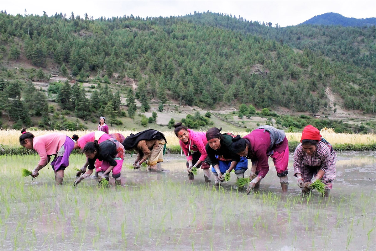 Rice farming in Nepal, photo by Gitta Shrestha/IWMI (CC BY-NC 2.0)