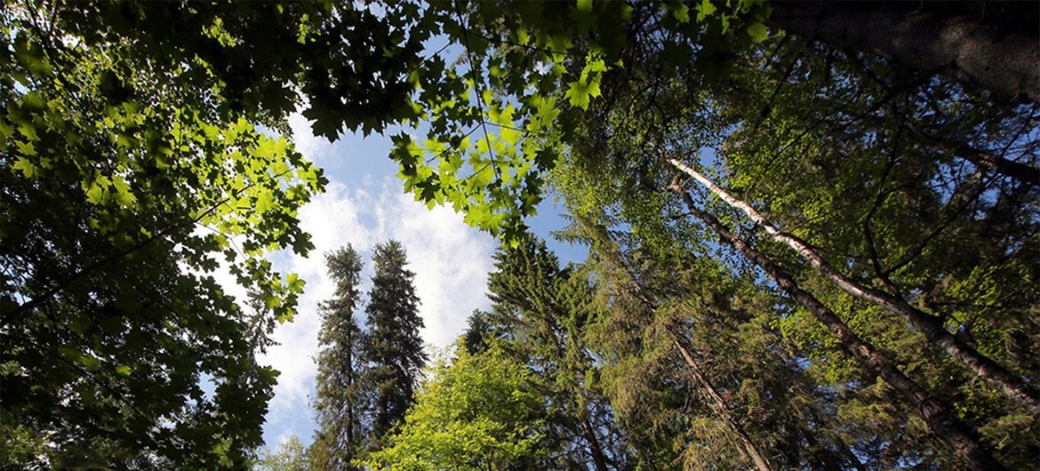 Unesco/Kologrivsky Biosphere Reserv