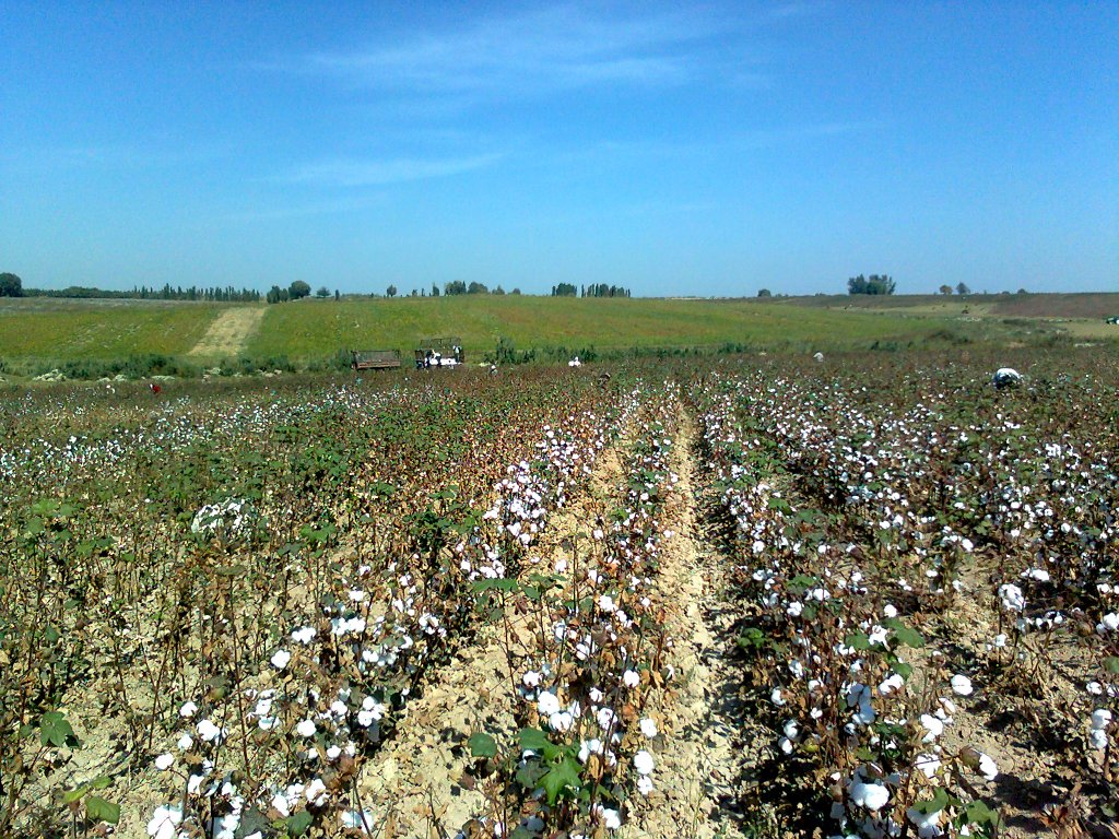 Cotton field in Tashkent region, Uzbekistan, photo by Shuhrat Ahmedov, CC 3.0 Unported licence