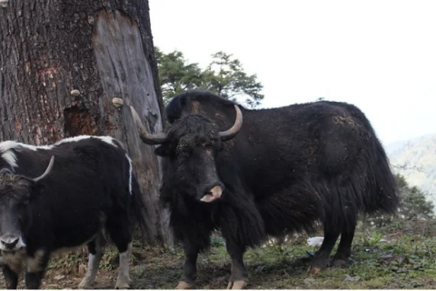 Creative community-based policies in Bhutan reveal benefits of planted forests