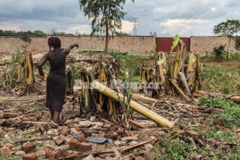 A garden that was destroyed on a contentious piece of land in Lusanja, Kasangati Town Council in Wakiso District on October 29,2018. PHOTO/ FILE